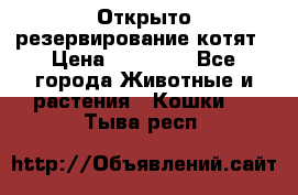 Открыто резервирование котят › Цена ­ 15 000 - Все города Животные и растения » Кошки   . Тыва респ.